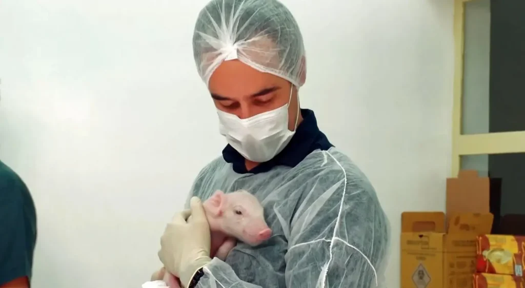 Brasil avança na biotecnologia com primeiro suíno clonado pela USP Brasil avança na biotecnologia com primeiro suíno clonado pela USP
