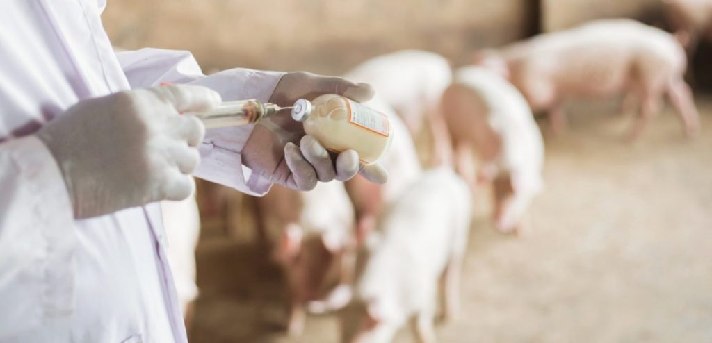 Brasil veta uso de antimicrobianos como promotores de crescimento na produção animal