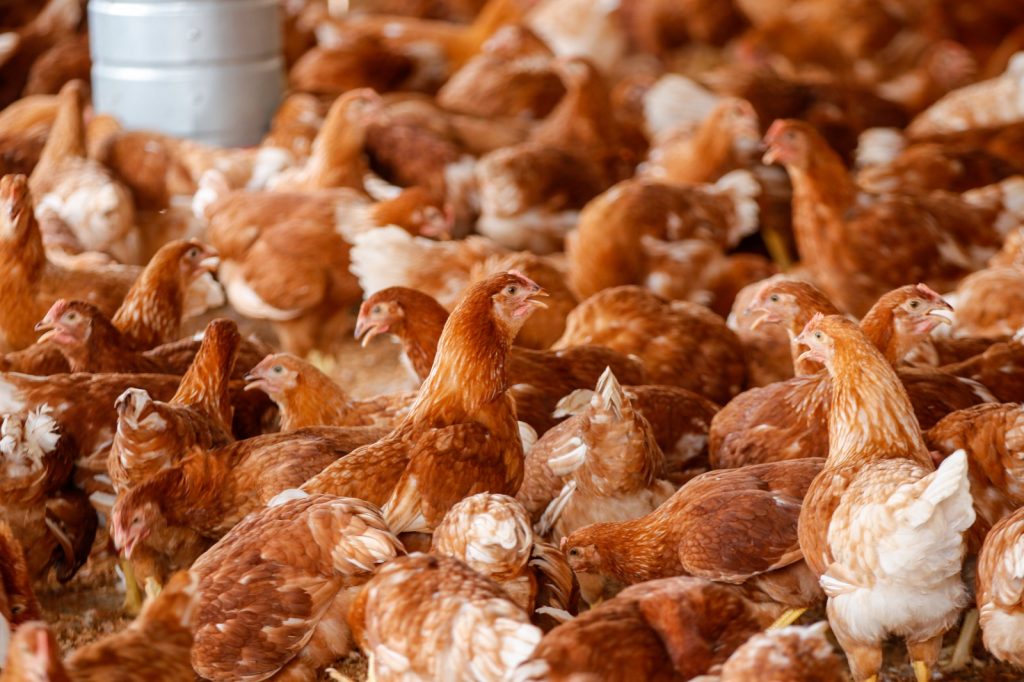 Capacitação em avicultura fortalece produção rural em Mocajuba (PA)