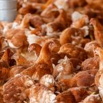 Capacitação em avicultura fortalece produção rural em Mocajuba (PA)