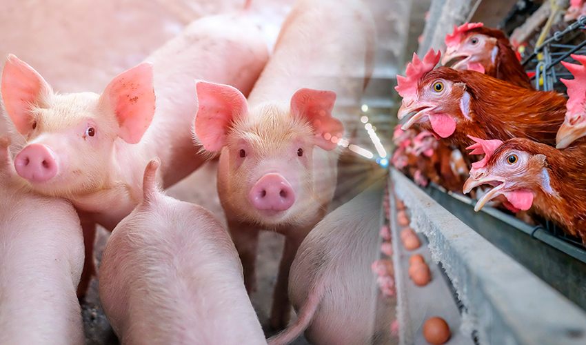 Com exportações em alta, Brasil reforça liderança global na proteína animal