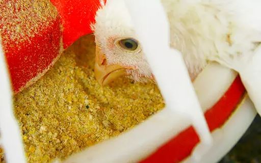 Demanda por frango e suínos deve levar produção de ração a 97 milhões de toneladas no Brasil
