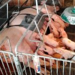 Dispositivo de estímulo fisiológico no parto de matrizes suínas avança com apoio à inovação no Paraná