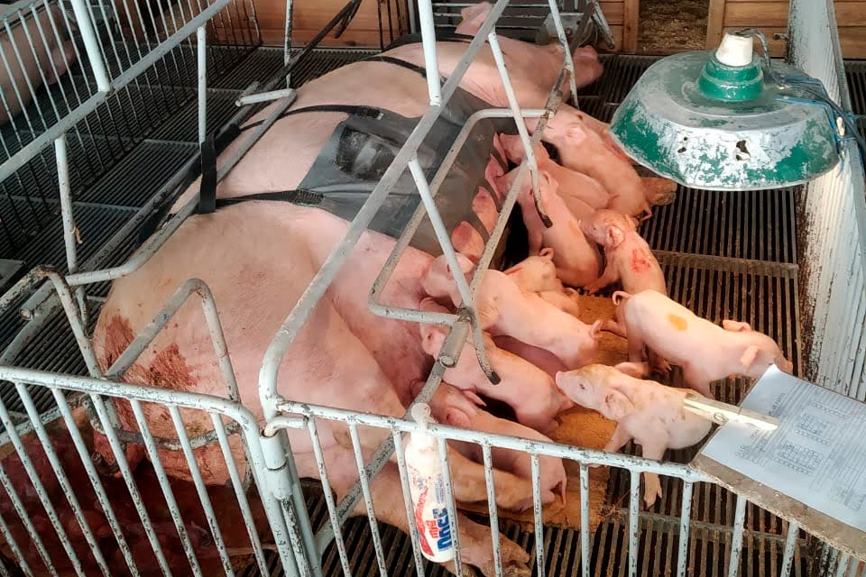 Dispositivo de estímulo fisiológico no parto de matrizes suínas avança com apoio à inovação no Paraná