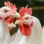 Doença de Newcastle avança sobre frangos de corte na Espanha e Polônia e acende alerta sanitário