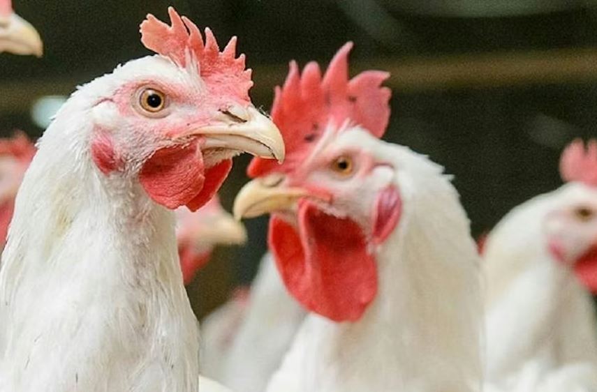 Doença de Newcastle avança sobre frangos de corte na Espanha e Polônia e acende alerta sanitário