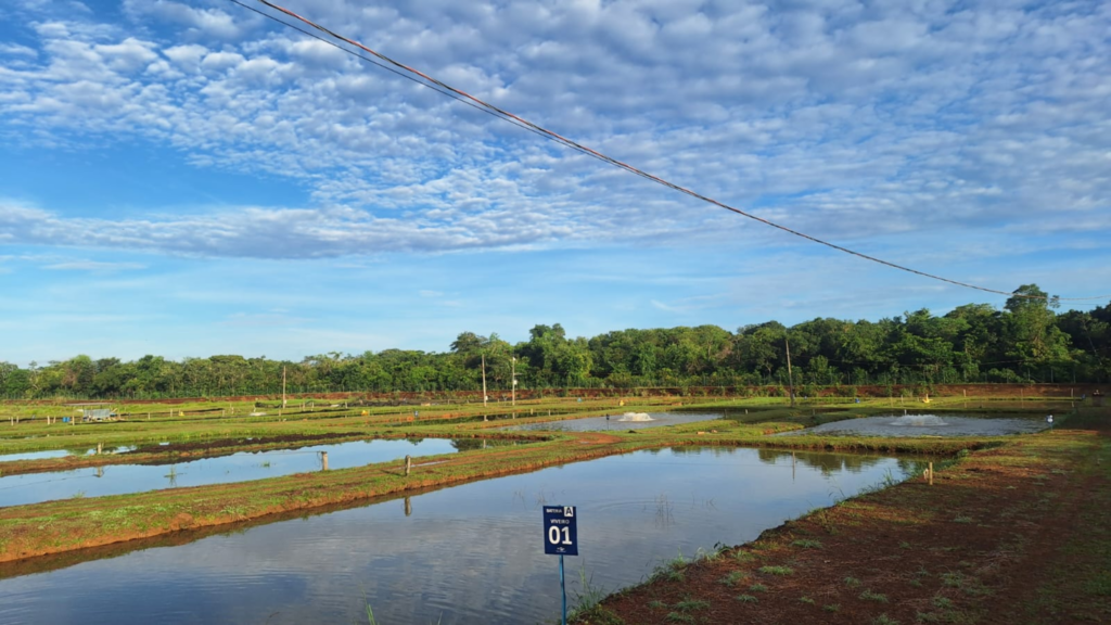 Embrapa Pesca e Aquicultura oficializa novo chefe-geral em Palmas