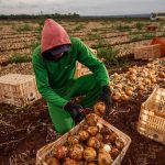 Agro lidera criação de empregos até 2030, aponta Fórum Econômico Mundial