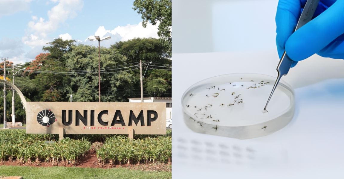 Furto de vírus na Unicamp levanta alerta: caso pode impactar a confiança sanitária do agro brasileiro? Furto de vírus na Unicamp levanta alerta: caso pode impactar a confiança sanitária do agro brasileiro?