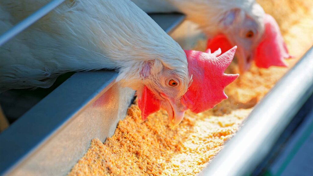 Milho sobe 16% com avanço do etanol e pressiona avicultura no Nordeste