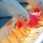 Milho sobe 16% com avanço do etanol e pressiona avicultura no Nordeste