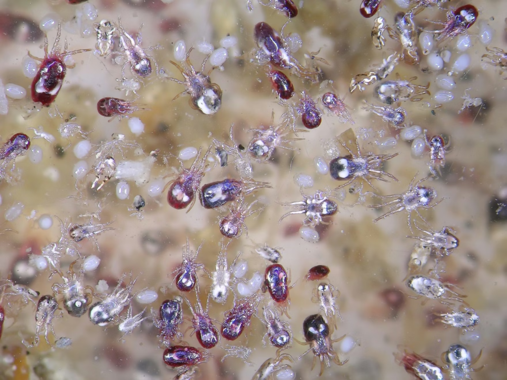 Parasitas externos ameaçam produtividade dos EUA e exigem manejo integrado nas granjas