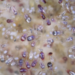 Parasitas externos ameaçam produtividade dos EUA e exigem manejo integrado nas granjas