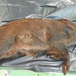 Peste Suína Africana avança em javalis na Catalunha e amplia zona de vigilância sanitária