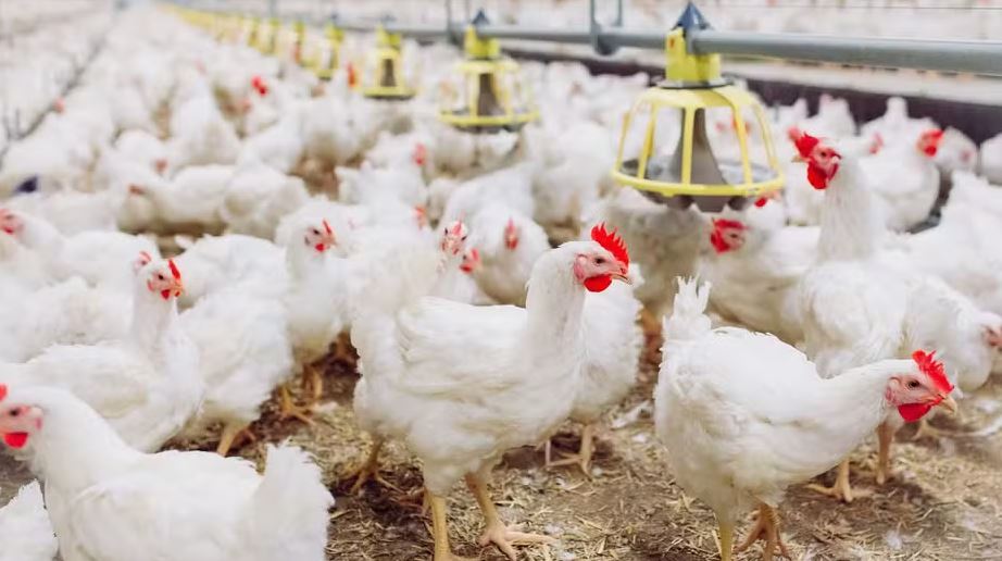 Poder de compra do avicultor em São Paulo reage em abril após queda no milho e farelo de soja