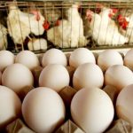 Produção de incubadoras avícolas na Rússia cai 98,4% com crise de margens no setor de ovos