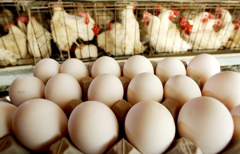 Poder de compra do avicultor paulista recua em abril com queda mais acentuada nos preços dos ovos