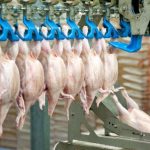 Porto de Paranaguá amplia exportações de frango em 15% no 1º trimestre de 2026