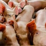 Preços do suíno vivo e da carne acumulam terceira semana de queda no Brasil