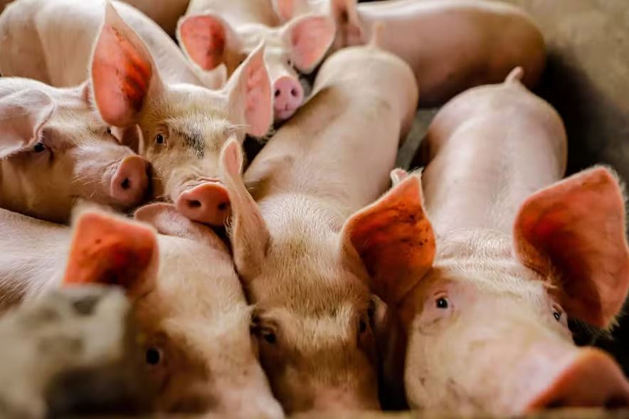 Preços do suíno vivo e da carne acumulam terceira semana de queda no Brasil