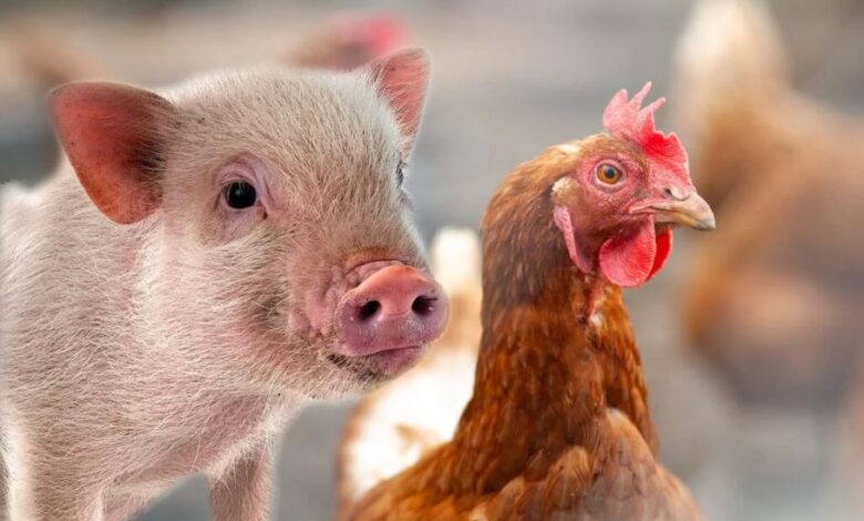 Pressões internas e oportunidades externas redefinem o ritmo das proteínas animais no Brasil