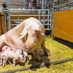 Produção suína na Alemanha cobra €200 milhões por ano para cumprir novas regras de bem-estar animal