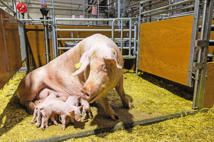 Produção suína na Alemanha cobra €200 milhões por ano para cumprir novas regras de bem-estar animal