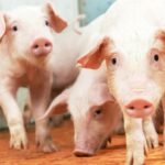 Quaresma mantém preços do suíno pressionados e mercado segue cauteloso em abril