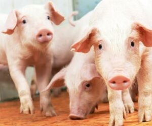 Quaresma mantém preços do suíno pressionados e mercado segue cauteloso em abril