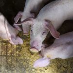 Rebanho suíno no Brasil avança e pode chegar a 53 milhões de cabeças até 2030