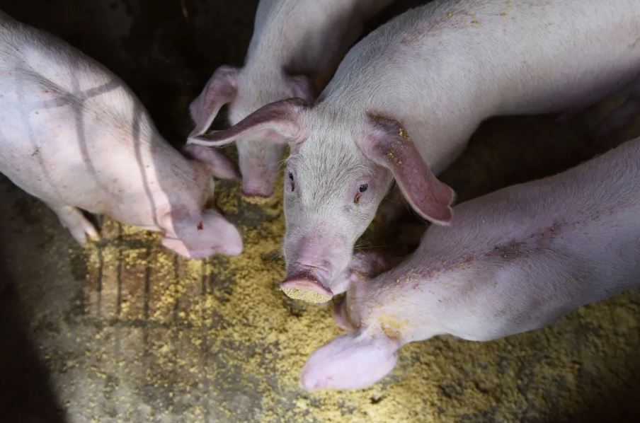 Rebanho suíno no Brasil avança e pode chegar a 53 milhões de cabeças até 2030