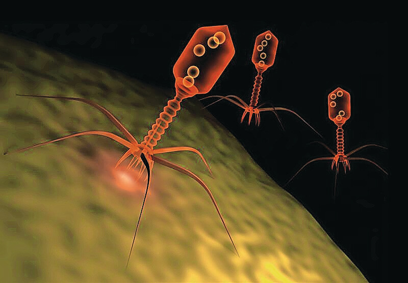 Sanidade: bacteriófagos surgem como alternativa no combate a bactérias resistentes na suinocultura