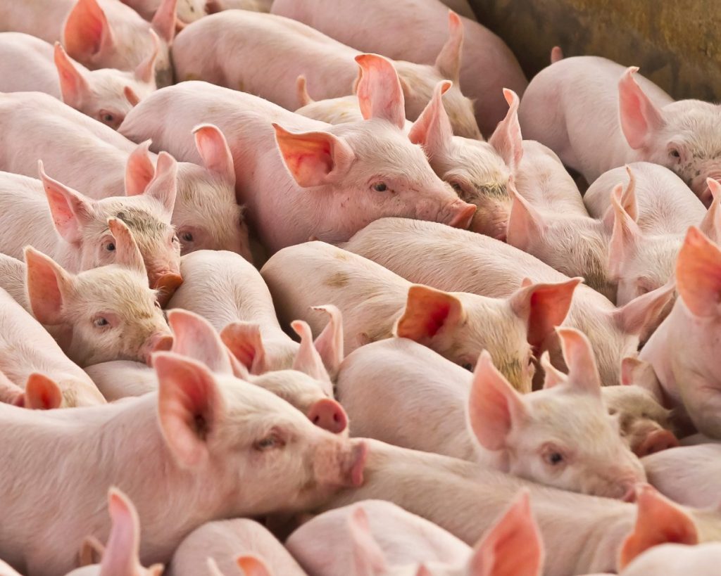 Santa Catarina produz mais que o dobro de sua população em suínos e lidera setor no Brasil