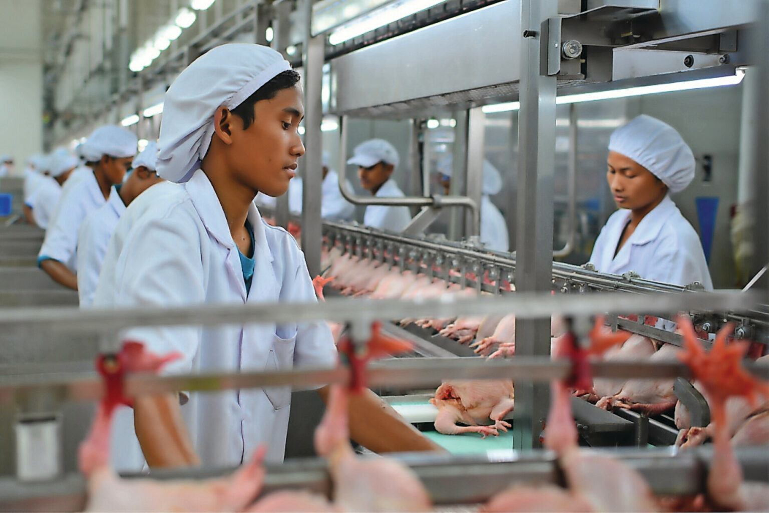 Avicultura e Comércio Internacional: Acordo entre Indonésia e EUA levanta alerta sobre competitividade e mercado interno