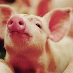 Suinocultor paulista acumula oito meses de queda no poder de compra