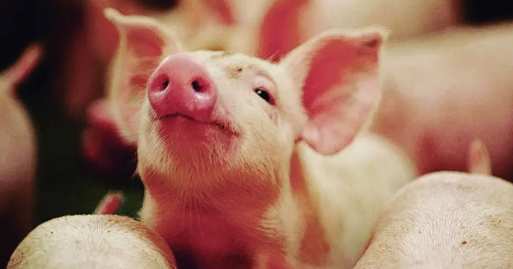 Suíno vivo acumula queda histórica de 32,8% em 2026 e atinge menor patamar da série iniciada em 2002