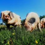 Suinocultura: raças nativas do Reino Unido seguem sob risco e acendem alerta para conservação genética