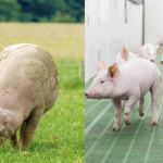 Sustentabilidade na Suinocultura: setor britânico reduz emissões e define agenda ambiental até 2030