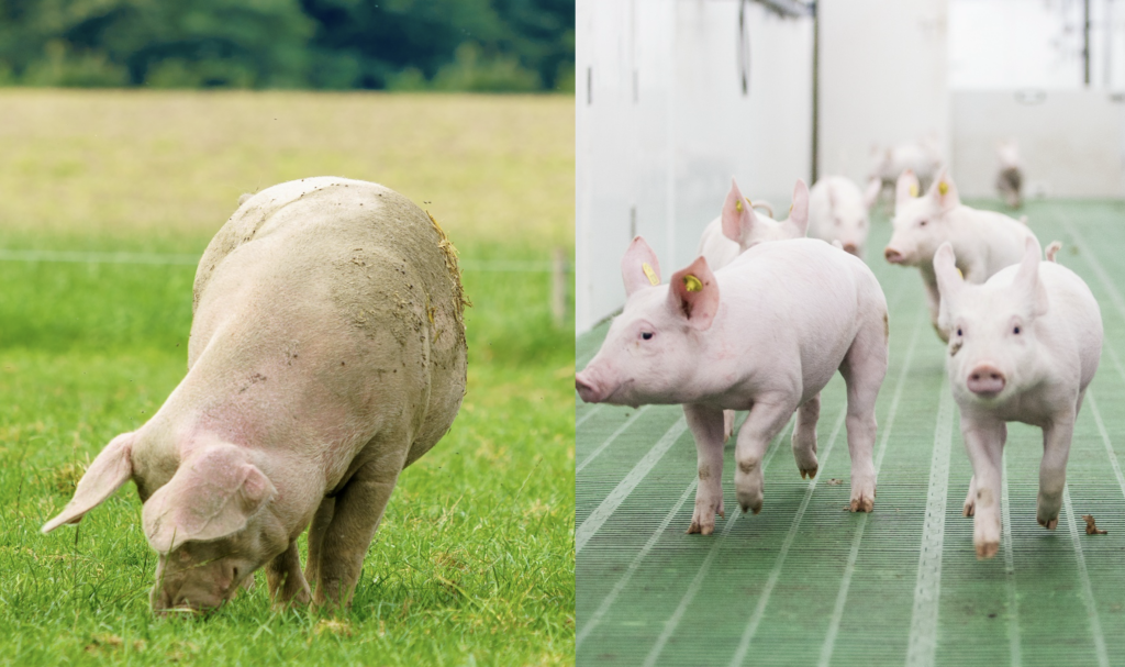 Sustentabilidade na Suinocultura: setor britânico reduz emissões e define agenda ambiental até 2030