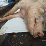 Taiwan recupera status livre de Peste Suína Africana em tempo recorde