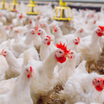 Uso de insetos como enriquecimento ambiental melhora comportamento de frangos de corte