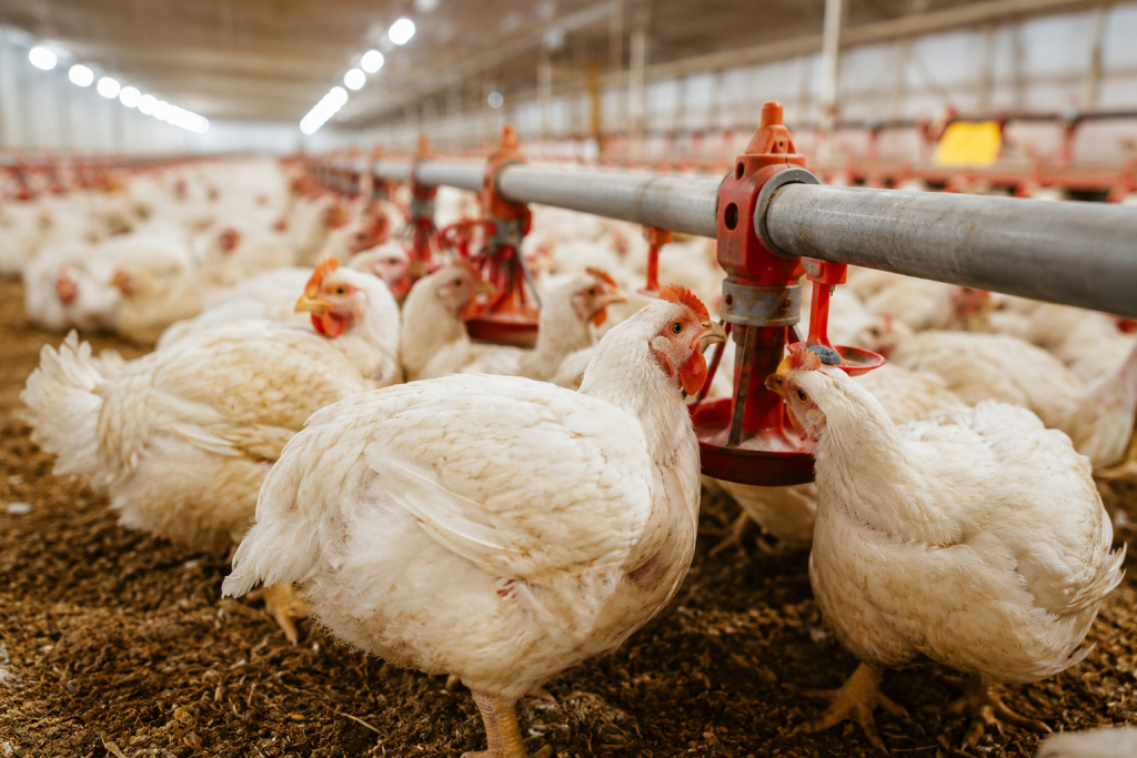 Alta do frango e queda nos insumos ampliam poder de compra do produtor paulista