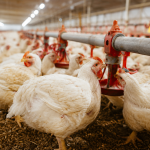 Alta do frango e queda nos insumos ampliam poder de compra do produtor paulista