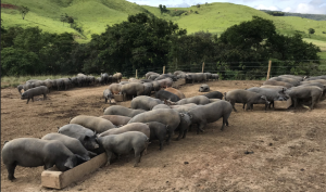 Raças nacionais de suínos ganham atenção como saída para segurança alimentar e produtos de valor agregado