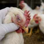 OMSA apoia vacinação contra gripe aviária H5N1 para proteger o comércio global