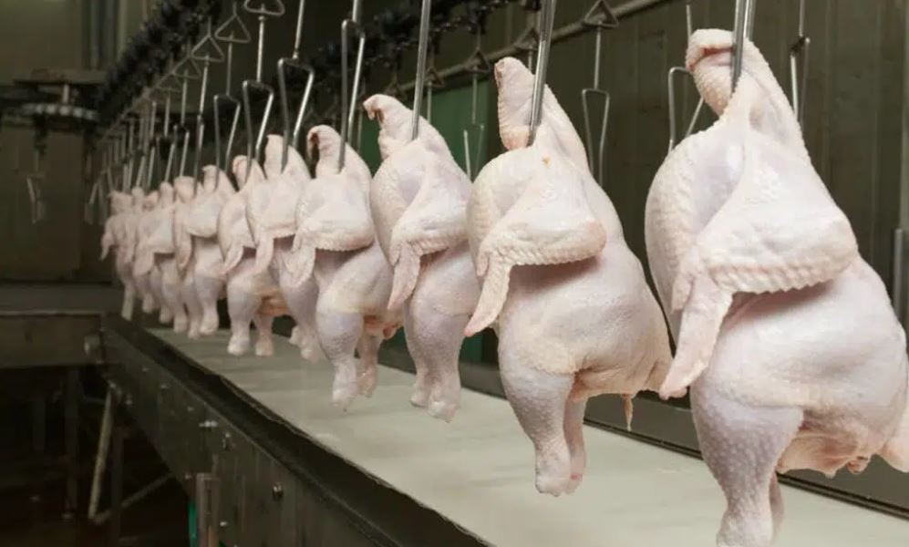 Consumo de frango no Brasil chega a 46,7 kg por habitante e impulsiona avicultura