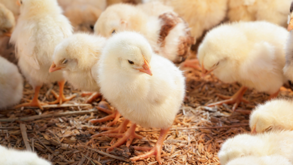Crise na avicultura iraniana leva produtores a abater milhões de aves