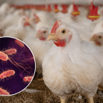 Surto de salmonela no Reino Unido acende alerta sobre ovos importados