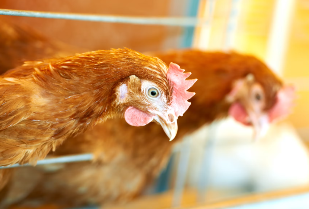 Estudo aponta marcador biológico para medir estresse crônico em aves de postura