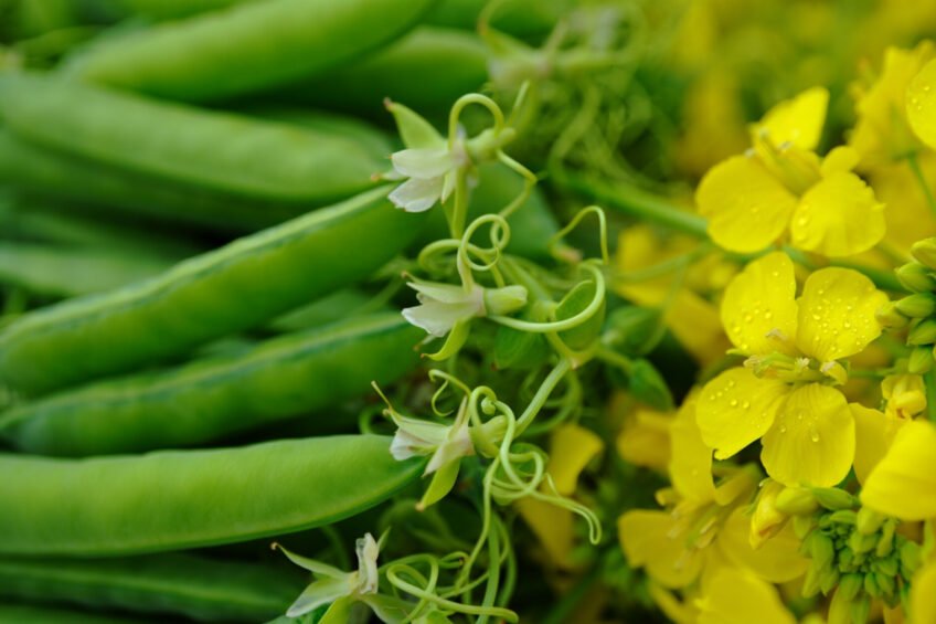 Estudo australiano aponta ervilha forrageira como alternativa ao farelo de soja na alimentação de frangos